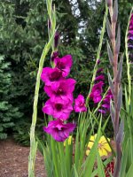 IMG_6316.jpeg