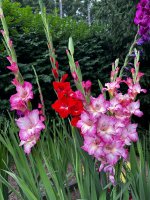 IMG_6315.jpeg