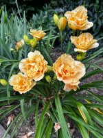 IMG_6314.jpeg