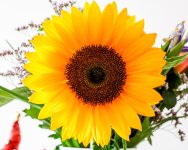 IMG_5557.jpg