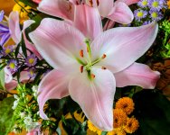 IMG_5558.jpg