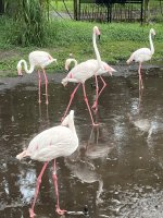 IMG_9011.jpeg