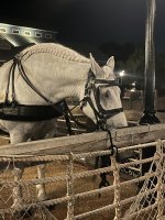 IMG_9207.jpeg