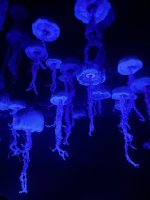 IMG_9245.jpeg