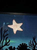 IMG_9247.jpeg
