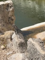 IMG_0552.jpeg