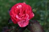 DSC_0920_DxO.jpg