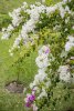 DSC_0666.jpg