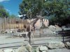 Picture0877.jpg