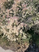 IMG_7883.jpeg