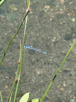 IMG_7938.jpeg IMG_7938.jpeg