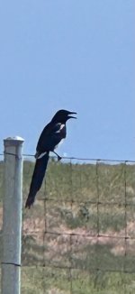 IMG_8002.jpeg