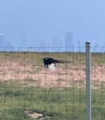 IMG_8004.jpeg