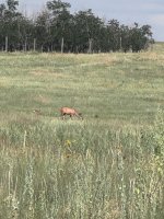 IMG_8007.jpeg