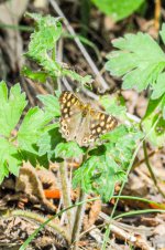 DSC_5203.jpg