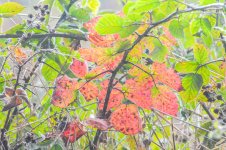 DSC_5216.jpg