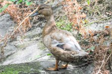 DSC_5223.jpg