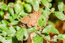 IMG_8076.jpg