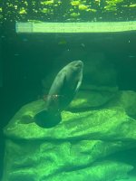 IMG_4383.jpeg