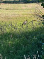 IMG_8062.jpeg