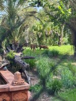 IMG_0046.jpeg