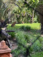 IMG_0052.jpeg