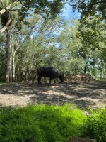 IMG_0064.jpeg