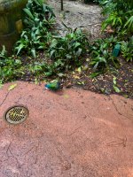 IMG_4401.jpeg