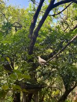 IMG_4403.jpeg