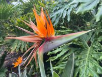 IMG_8196.jpeg