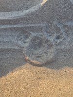 IMG_8237.jpeg