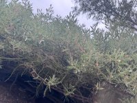 IMG_8250.jpeg