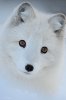 Arctic-Fox-s.jpg