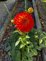 IMG_7136.jpeg