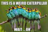 weird-caterpillar-time.jpg
