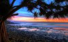 pandanus-sunset-australia-5081.jpeg