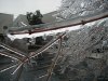 icetree01sm.jpg
