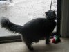 coldcatsm.jpg