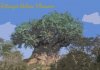 treed01 copy.jpg