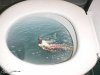 toiletswim.jpg