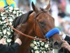 American-Pharoah-684x547.jpg