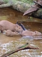 WhatsApp Image 2026-01-30 at 12.23.44.jpeg