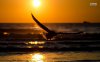 eagle-in-the-sunset-23015-1280x800.jpeg