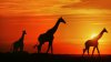 giraffes_at_sunset_botswana.jpg