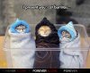 Cat burrito.jpg