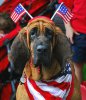 4th-of-july-dog-400x464.jpg