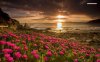 flowers-at-the-ocean-side-1218-1280x800.jpeg