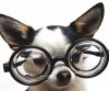 glassesmaindoggieInsert.jpeg