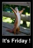 Friday-Catch-Up-Promodo1.jpeg
