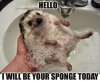 spongy.jpg